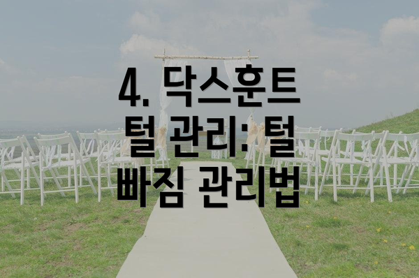 4. 닥스훈트 털 관리: 털 빠짐 관리법